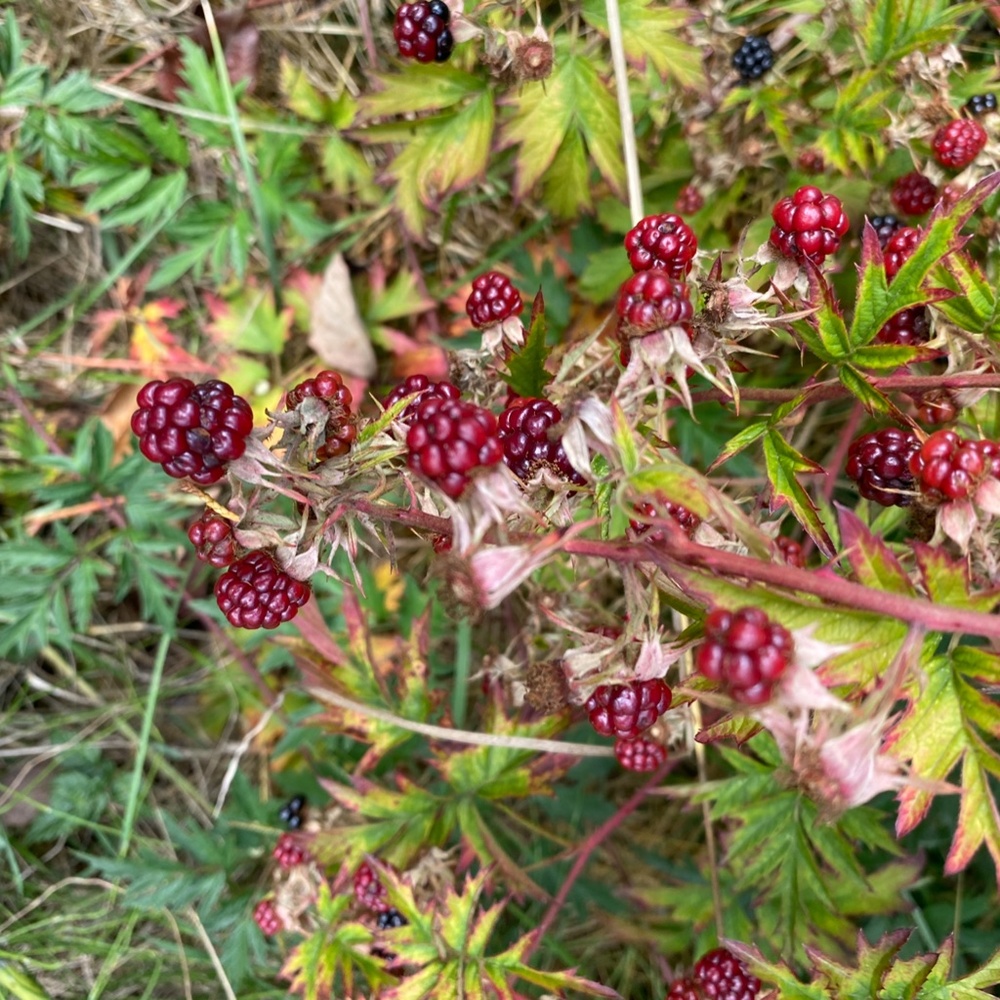 Closet Info and Policies!